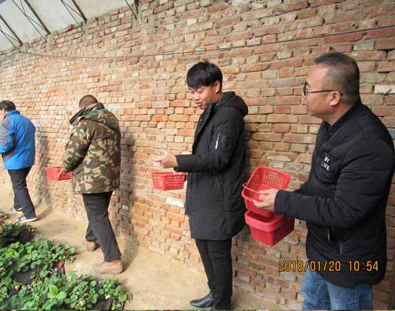 采摘2.jpg 采摘2.jpg