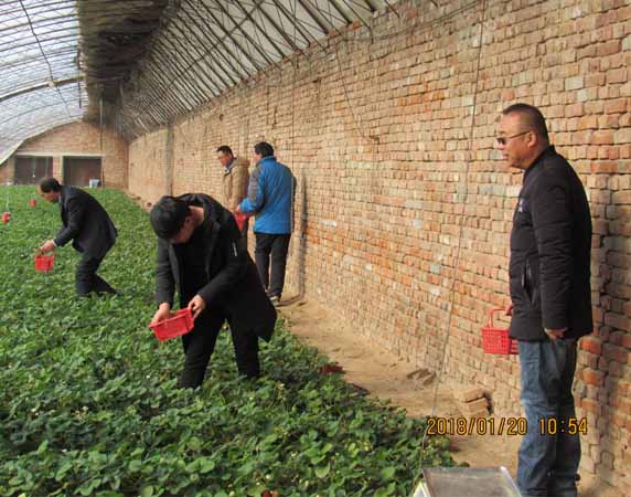 采摘3.jpg 采摘3.jpg