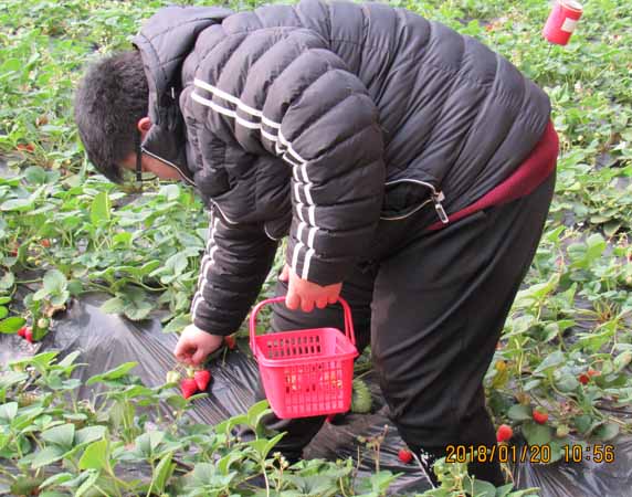 呀呵~快到籃子里來.jpg 呀呵~快到籃子里來.jpg