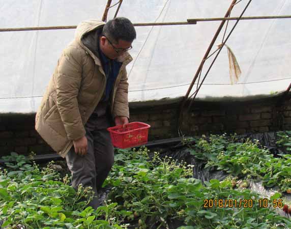 尋寶~~錯!尋草莓中~~.jpg 尋寶~~錯!尋草莓中~~.jpg